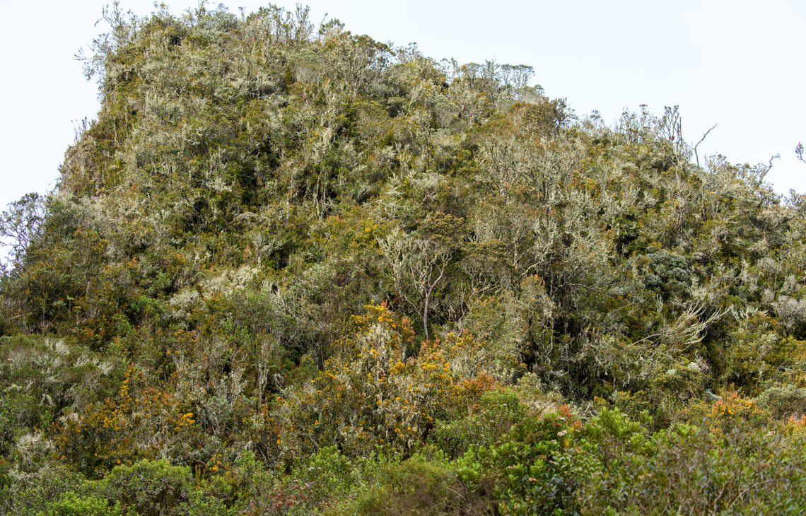 Páramo forest, Termales del Ruiz, Colombia A snippet of P&aacute;ramo forest with characteristic vegetation. Trees have thin barks, grow very slowly and are covered in epiphytes. Colombia,Colombia 2022,Fall,Geotagged,Páramo,South America,Termales del Ruiz,World