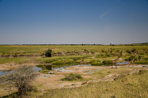Maasai Giraffes at Mara river banks, Tanzania  Africa,Giraffa camelopardalis tippelskirchi,Maasai Giraffe,Serengeti National Park,Serengeti North,Serengeti area,Tanzania