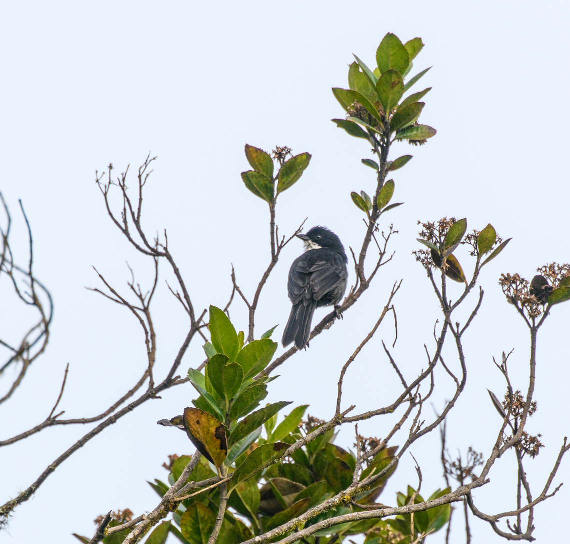 Black-backed bush tanager - perched, Termales del Ruiz, Colombia Not cooperative enough for a good shot, but we were happy to secure this target bird.<br />
<figure class="photo"><a href="https://www.jungledragon.com/image/149564/black-backed_bush_tanager_termales_del_ruiz_colombia.html" title="Black-backed bush tanager, Termales del Ruiz, Colombia"><img src="https://s3.amazonaws.com/media.jungledragon.com/images/2/149564_thumb.jpg?AWSAccessKeyId=05GMT0V3GWVNE7GGM1R2&Expires=1759968010&Signature=4jTPj%2FRIi1RktSCpYUHqZbfyOuk%3D" width="200" height="134" alt="Black-backed bush tanager, Termales del Ruiz, Colombia Not cooperative enough for a good shot, but we were happy to secure this target bird.<br />
https://www.jungledragon.com/image/149563/black-backed_bush_tanager_-_perched_termales_del_ruiz_colombia.html Black-backed bush tanager,Colombia,Colombia 2022,Fall,Geotagged,P&aacute;ramo,South America,Termales del Ruiz,Urothraupis stolzmanni,World" /></a></figure> Black-backed bush tanager,Colombia,Colombia 2022,Fall,Geotagged,South America,Termales del Ruiz,Urothraupis stolzmanni,World