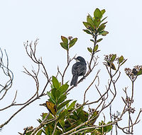 Black-backed bush tanager - perched, Termales del Ruiz, Colombia Not cooperative enough for a good shot, but we were happy to secure this target bird.<br />
https://www.jungledragon.com/image/149564/black-backed_bush_tanager_termales_del_ruiz_colombia.html Black-backed bush tanager,Colombia,Colombia 2022,Fall,Geotagged,South America,Termales del Ruiz,Urothraupis stolzmanni,World