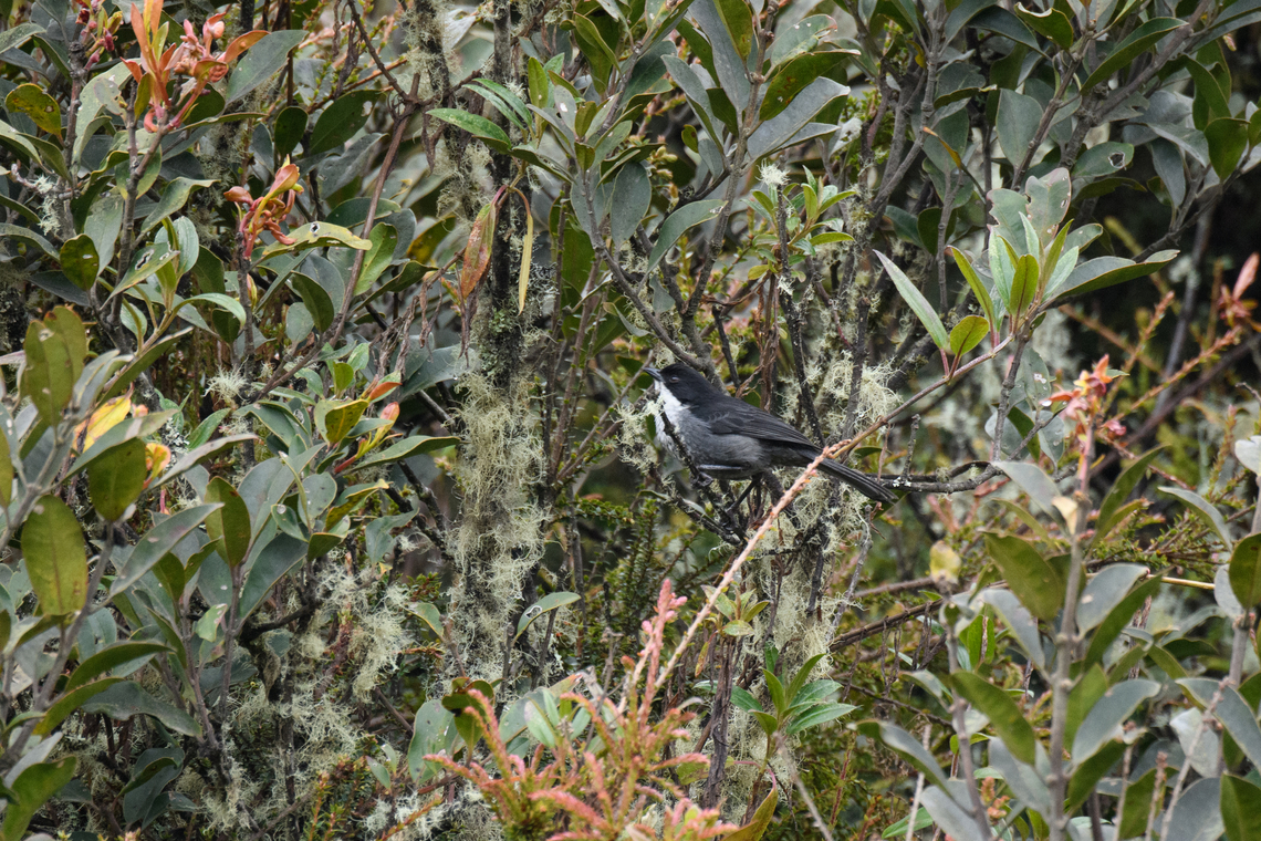 Black-backed bush tanager, Termales del Ruiz, Colombia Not cooperative enough for a good shot, but we were happy to secure this target bird.<br />
<figure class="photo"><a href="https://www.jungledragon.com/image/149563/black-backed_bush_tanager_-_perched_termales_del_ruiz_colombia.html" title="Black-backed bush tanager - perched, Termales del Ruiz, Colombia"><img src="https://s3.amazonaws.com/media.jungledragon.com/images/2/149563_thumb.jpg?AWSAccessKeyId=05GMT0V3GWVNE7GGM1R2&Expires=1759968010&Signature=GqqD%2B5NMU0cWs3Xsl1UcDNtgPto%3D" width="200" height="192" alt="Black-backed bush tanager - perched, Termales del Ruiz, Colombia Not cooperative enough for a good shot, but we were happy to secure this target bird.<br />
https://www.jungledragon.com/image/149564/black-backed_bush_tanager_termales_del_ruiz_colombia.html Black-backed bush tanager,Colombia,Colombia 2022,Fall,Geotagged,South America,Termales del Ruiz,Urothraupis stolzmanni,World" /></a></figure> Black-backed bush tanager,Colombia,Colombia 2022,Fall,Geotagged,Páramo,South America,Termales del Ruiz,Urothraupis stolzmanni,World