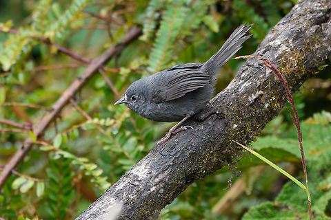 Páramo Tapaculo - closeup, Termales del Ruiz, Colombia An unexpected appearance of this mouse-like bird. After studying the call and descriptions, our guide Manuel settled on "Páramo Tapaculo". However, it's an ambiguous common name that may refer to Scytalopus opacus or the even more rare Scytalopus canus, which was elevated to species level due to having a different call.

I'm not fully sure which of the two it is, for now have identified it as the statistically more likely Scytalopus opacus. If anybody knows the distinction based on visuals, I'm all ears.
https://www.jungledragon.com/image/149566/pramo_tapaculo_termales_del_ruiz_colombia.html Colombia,Colombia 2022,Fall,Geotagged,Páramo,Páramo Tapaculo,Scytalopus opacus,South America,Termales del Ruiz,World