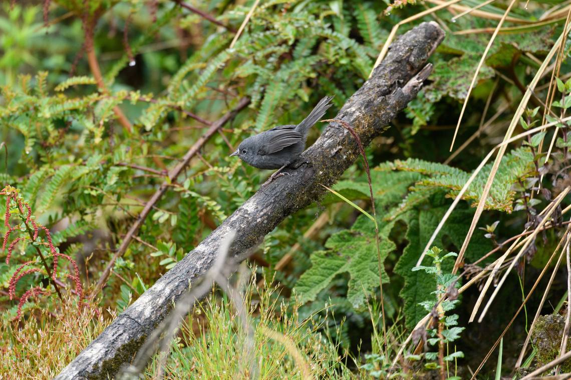 Páramo Tapaculo, Termales del Ruiz, Colombia An unexpected appearance of this mouse-like bird. After studying the call and descriptions, our guide Manuel settled on &quot;P&aacute;ramo Tapaculo&quot;. However, it&#039;s an ambiguous common name that may refer to Scytalopus opacus or the even more rare Scytalopus canus, which was elevated to species level due to having a different call.<br />
<br />
I&#039;m not fully sure which of the two it is, for now have identified it as the statistically more likely Scytalopus opacus. If anybody knows the distinction based on visuals, I&#039;m all ears.<br />
<figure class="photo"><a href="https://www.jungledragon.com/image/149565/pramo_tapaculo_-_closeup_termales_del_ruiz_colombia.html" title="P&aacute;ramo Tapaculo - closeup, Termales del Ruiz, Colombia"><img src="https://s3.amazonaws.com/media.jungledragon.com/images/2/149565_thumb.jpg?AWSAccessKeyId=05GMT0V3GWVNE7GGM1R2&Expires=1759968010&Signature=NoJ6jnGaZ%2BcMTukm8vOZt4%2FM5N8%3D" width="200" height="134" alt="P&aacute;ramo Tapaculo - closeup, Termales del Ruiz, Colombia An unexpected appearance of this mouse-like bird. After studying the call and descriptions, our guide Manuel settled on &quot;P&aacute;ramo Tapaculo&quot;. However, it&#039;s an ambiguous common name that may refer to Scytalopus opacus or the even more rare Scytalopus canus, which was elevated to species level due to having a different call.<br />
<br />
I&#039;m not fully sure which of the two it is, for now have identified it as the statistically more likely Scytalopus opacus. If anybody knows the distinction based on visuals, I&#039;m all ears.<br />
https://www.jungledragon.com/image/149566/pramo_tapaculo_termales_del_ruiz_colombia.html Colombia,Colombia 2022,Fall,Geotagged,P&aacute;ramo,P&aacute;ramo Tapaculo,Scytalopus opacus,South America,Termales del Ruiz,World" /></a></figure> Colombia,Colombia 2022,Fall,Geotagged,Paramo tapaculo,Scytalopus opacus,South America,Termales del Ruiz,World