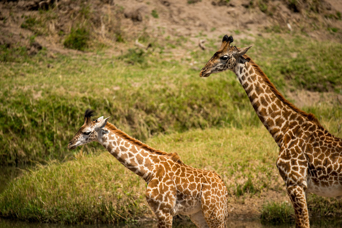 Masai Giraffe parent and youngster I&#039;m not sure about the genders, yet the photo does show that their patterns become darker as they get older. Africa,Giraffa camelopardalis tippelskirchi,Maasai Giraffe,Serengeti National Park,Serengeti North,Serengeti area,Tanzania