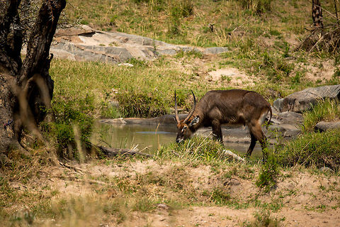 Waterbuck at Mara River, Tanzania  Africa,Kobus ellipsiprymnus,Serengeti National Park,Serengeti North,Serengeti area,Tanzania,Waterbuck