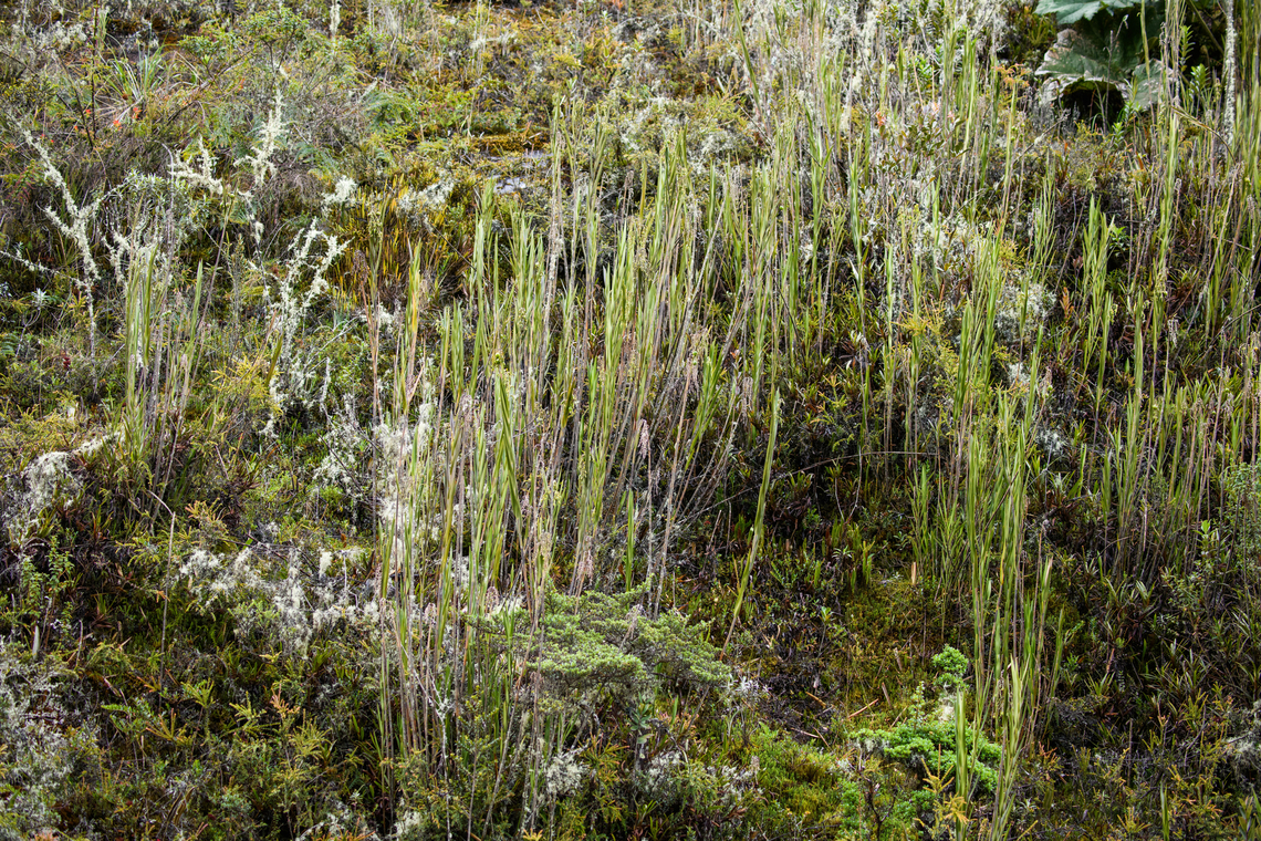Epidendrum frutex, Termales del Ruiz, Colombia Strange but true, these tall grasses are in fact orchids.<br />
<figure class="photo"><a href="https://www.jungledragon.com/image/149580/epidendrum_frutex_-_closeup_termales_del_ruiz_colombia.html" title="Epidendrum frutex - closeup, Termales del Ruiz, Colombia"><img src="https://s3.amazonaws.com/media.jungledragon.com/images/2/149580_thumb.jpg?AWSAccessKeyId=05GMT0V3GWVNE7GGM1R2&Expires=1759968010&Signature=ALFchZsosOph7P6iwgudg4vgr9E%3D" width="200" height="188" alt="Epidendrum frutex - closeup, Termales del Ruiz, Colombia Strange but true, these tall grasses are in fact orchids.<br />
https://www.jungledragon.com/image/149581/epidendrum_frutex_termales_del_ruiz_colombia.html Colombia,Colombia 2022,Epidendrum frutex,Fall,Geotagged,P&aacute;ramo,South America,Termales del Ruiz,World" /></a></figure> Colombia,Colombia 2022,Epidendrum frutex,Fall,Geotagged,Páramo,South America,Termales del Ruiz,World
