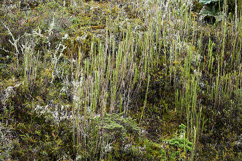 Epidendrum frutex, Termales del Ruiz, Colombia Strange but true, these tall grasses are in fact orchids.
https://www.jungledragon.com/image/149580/epidendrum_frutex_-_closeup_termales_del_ruiz_colombia.html Colombia,Colombia 2022,Epidendrum frutex,Fall,Geotagged,Páramo,South America,Termales del Ruiz,World