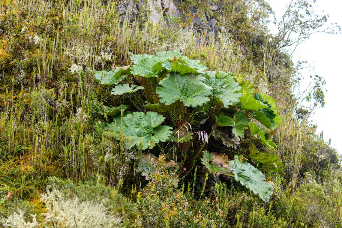Gunnera magnifica, Termales del Ruiz, Colombia  Colombia,Colombia 2022,Fall,Geotagged,Gunnera magnifica,Páramo,South America,Termales del Ruiz,World