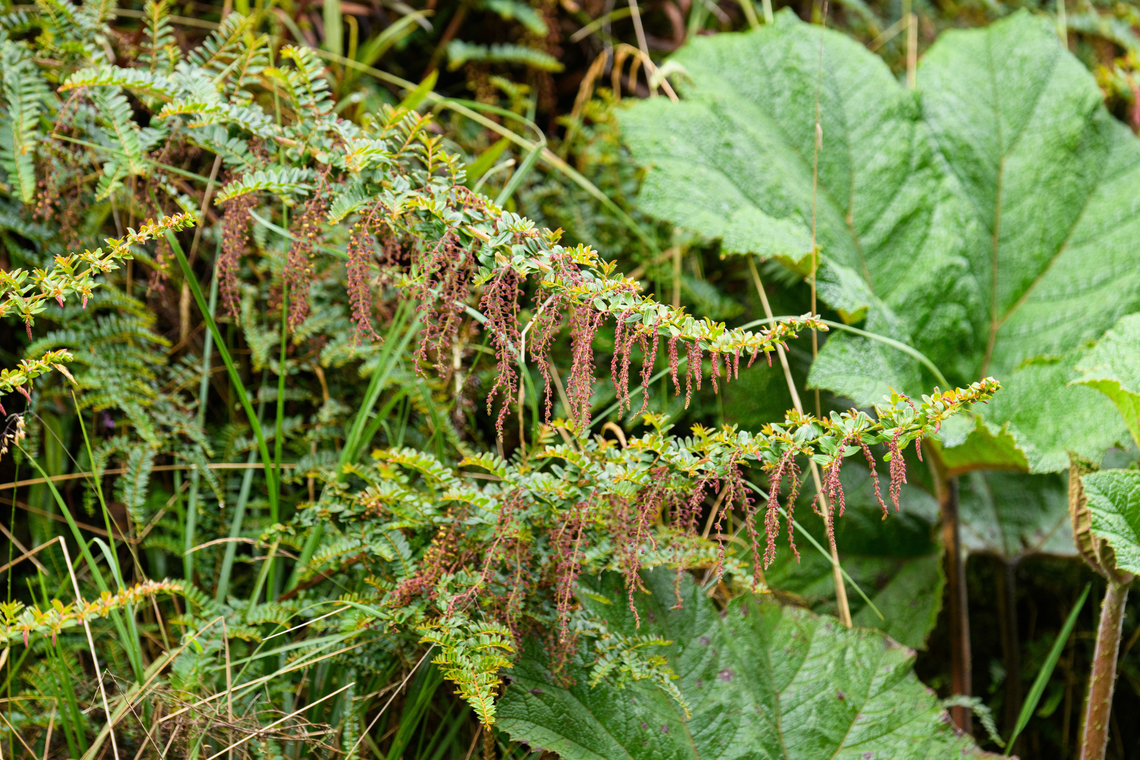 Coriaria ruscifolia, Termales del Ruiz, Colombia  Colombia,Colombia 2022,Coriaria ruscifolia,Fall,Geotagged,South America,Termales del Ruiz,World