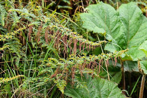 Coriaria ruscifolia, Termales del Ruiz, Colombia  Colombia,Colombia 2022,Coriaria ruscifolia,Fall,Geotagged,South America,Termales del Ruiz,World