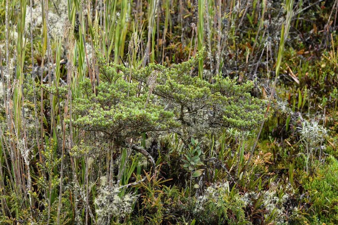Small shrub/tree, Termales del Ruiz, Colombia Main topic in this busy P&aacute;ramo scene is the bonsai-like tree in the foreground. Colombia,Colombia 2022,Fall,Geotagged,P&aacute;ramo,South America,Termales del Ruiz,World