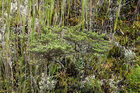 Small shrub/tree, Termales del Ruiz, Colombia Main topic in this busy P&aacute;ramo scene is the bonsai-like tree in the foreground. Colombia,Colombia 2022,Fall,Geotagged,P&aacute;ramo,South America,Termales del Ruiz,World