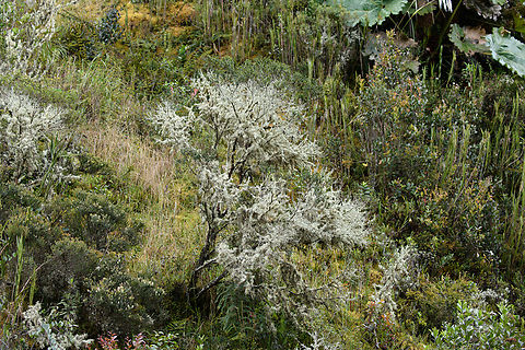 Lichen-covered tree, Termales del Ruiz, Colombia  Colombia,Colombia 2022,Fall,Geotagged,P&aacute;ramo,South America,Termales del Ruiz,World