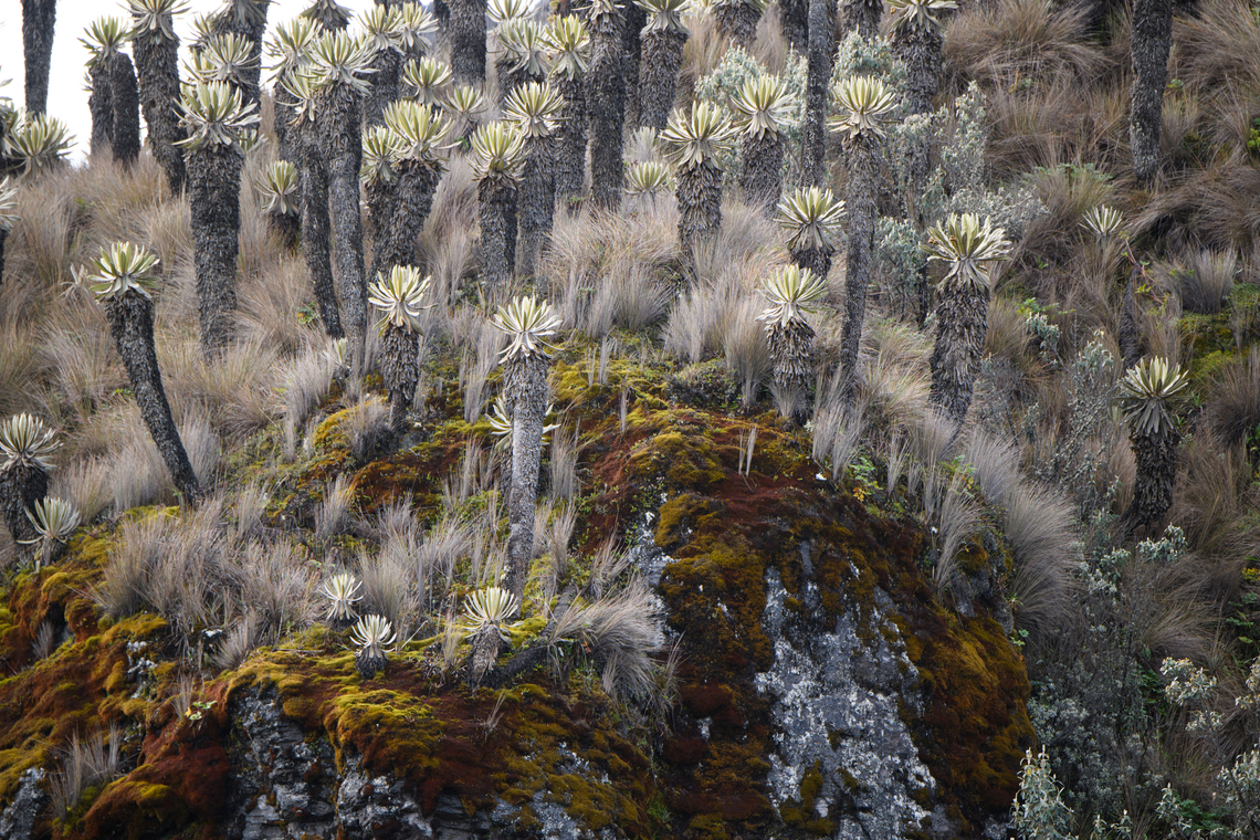 Espeletia hartwegiana cluster, Termales del Ruiz, Colombia Although numerous in this area, they are protected. You're not allowed to go into these fields, although we've seen people do it anyway. They are very fragile, according to our guide Manuel you can easily push one over. Colombia,Colombia 2022,Espeletia hartwegiana,Fall,Geotagged,P&aacute;ramo,South America,Termales del Ruiz,World