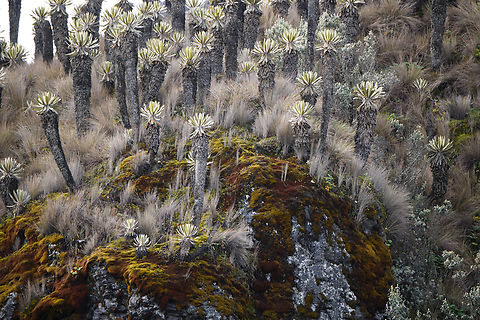 Espeletia hartwegiana cluster, Termales del Ruiz, Colombia Although numerous in this area, they are protected. You're not allowed to go into these fields, although we've seen people do it anyway. They are very fragile, according to our guide Manuel you can easily push one over. Colombia,Colombia 2022,Espeletia hartwegiana,Fall,Geotagged,P&aacute;ramo,South America,Termales del Ruiz,World