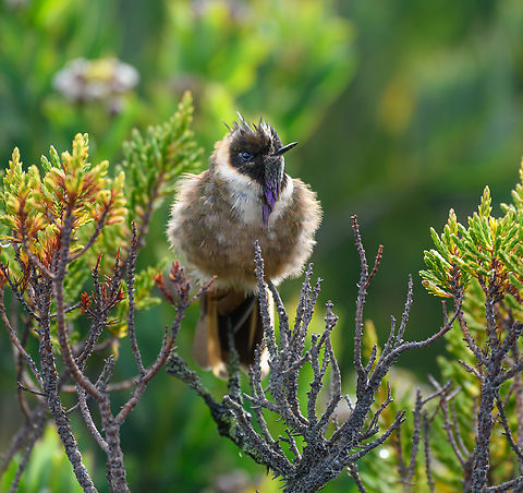Buffy helmetcrest - closeup, Termales del Ruiz, Colombia Where the day before we only got a remote glimpse of this #1 target bird of the area, on this second day we were lucky to find one settled and calm. It seemed to be dozing in the sun, mildly aware of us, but tolerating our slow approach to get closer.
https://www.jungledragon.com/image/149590/buffy_helmetcrest_-_perched_termales_del_ruiz_colombia.html Buffy helmetcrest,Colombia,Colombia 2022,Fall,Geotagged,Oxypogon stuebelii,Páramo,South America,Termales del Ruiz,World