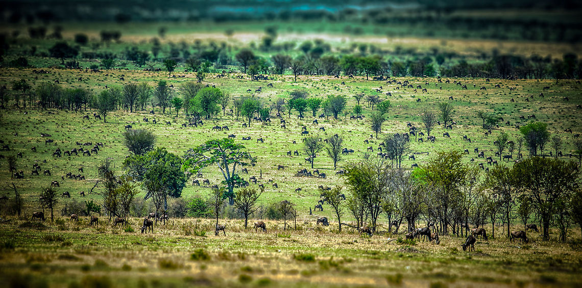 Great Migration Fields, near Mara river The Wildebeest herds are getting more dense, and the fields greener, we&#039;re close to the famous Mara river. Africa,Blue wildebeest,Connochaetes taurinus,Serengeti National Park,Serengeti North,Serengeti area,Tanzania