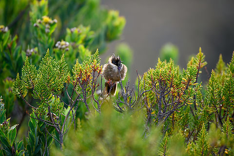 Buffy helmetcrest - perched, Termales del Ruiz, Colombia Where the day before we only got a remote glimpse of this #1 target bird of the area, on this second day we were lucky to find one settled and calm. It seemed to be dozing in the sun, mildly aware of us, but tolerating our slow approach to get closer.
https://www.jungledragon.com/image/149589/buffy_helmetcrest_-_closeup_termales_del_ruiz_colombia.html Buffy helmetcrest,Colombia,Colombia 2022,Fall,Geotagged,Oxypogon stuebelii,South America,Termales del Ruiz,World