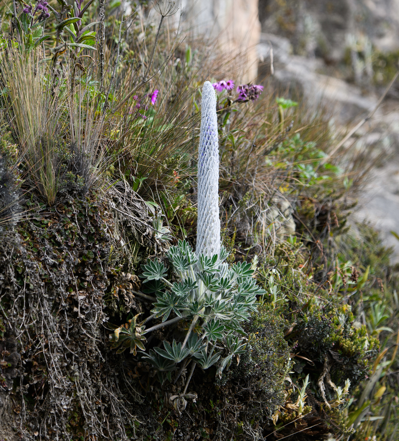 Lupinus alopecuroides, Termales del Ruiz, Colombia My favorite P&aacute;ramo plant of this trip. Colombia,Colombia 2022,Fall,Geotagged,Lupinus alopecuroides,Páramo,South America,Termales del Ruiz,World