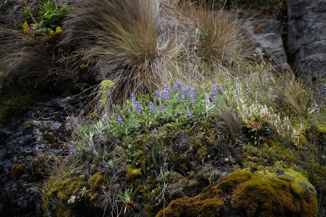 Lupinus colombiensis, Termales del Ruiz, Colombia  Colombia,Colombia 2022,Fall,Geotagged,Lupinus colombiensis,P&aacute;ramo,South America,Termales del Ruiz,World