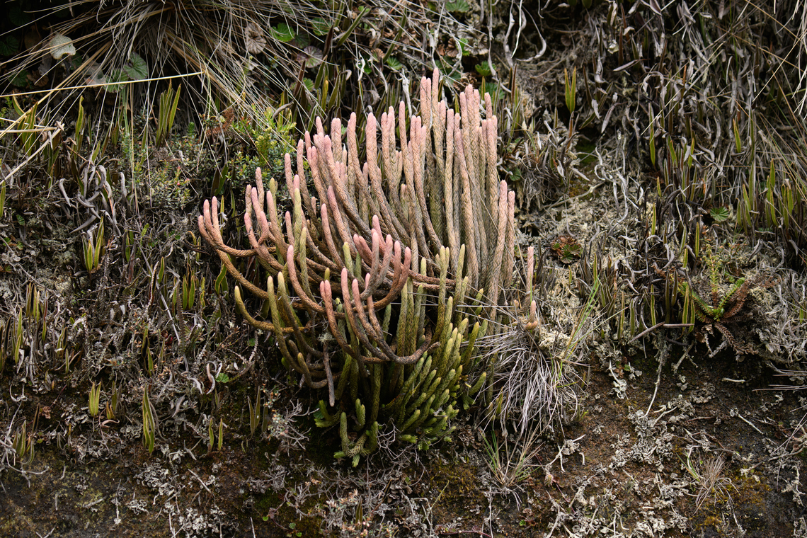 Phlegmariurus crassus, Termales del Ruiz, Colombia Alienesque clubmoss. Colombia,Colombia 2022,Fall,Geotagged,Phlegmariurus crassus,Páramo,South America,Termales del Ruiz,World