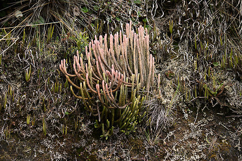 Phlegmariurus crassus, Termales del Ruiz, Colombia Alienesque clubmoss. Colombia,Colombia 2022,Fall,Geotagged,Phlegmariurus crassus,P&aacute;ramo,South America,Termales del Ruiz,World
