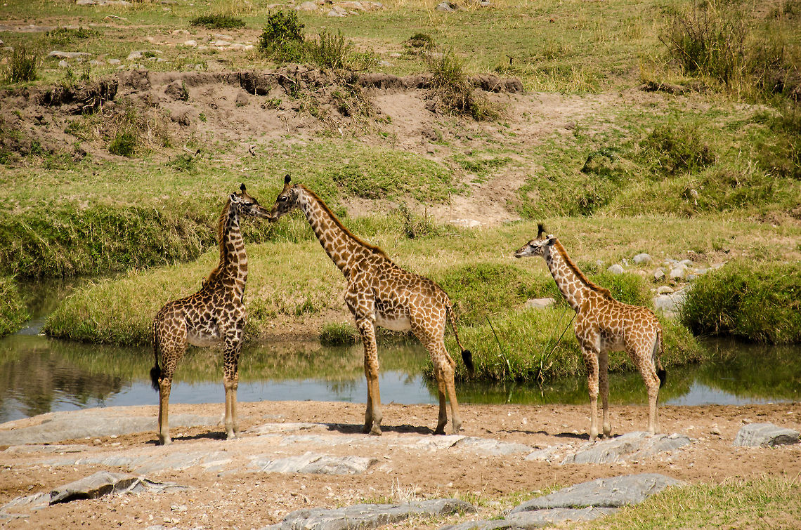 Family of Masai Giraffes at Mara River, Tanzania Mum and dad clearly embarrassing the youngster. Africa,Geotagged,Giraffa camelopardalis tippelskirchi,Maasai Giraffe,Serengeti National Park,Serengeti North,Serengeti area,Tanzania
