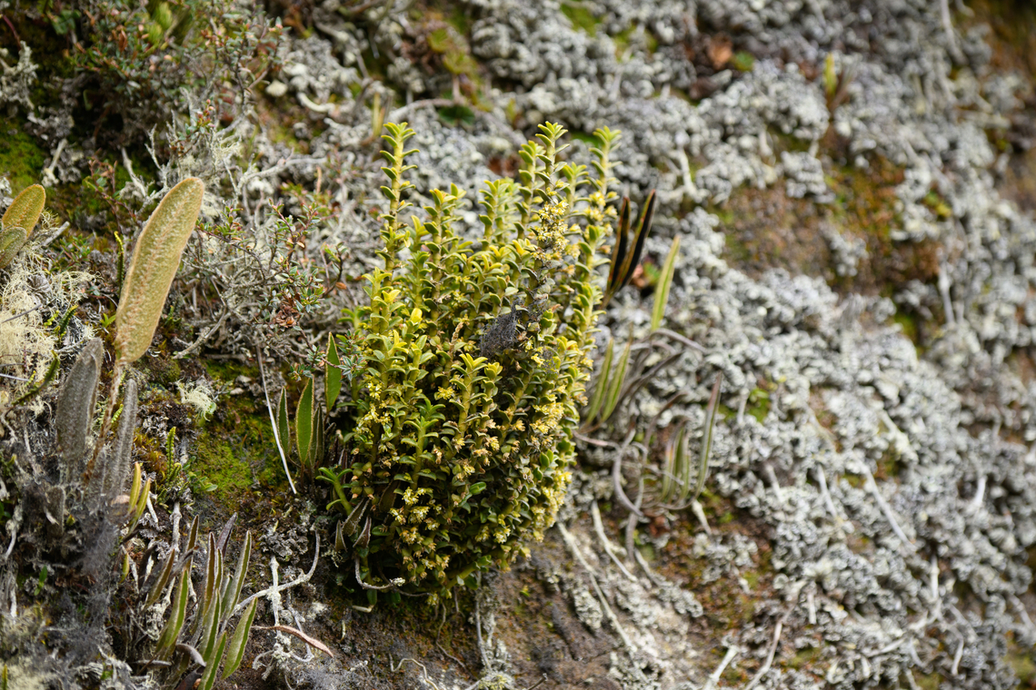 Fernandezia crystallina, Termales del Ruiz, Colombia  Colombia,Colombia 2022,Fall,Fernandezia crystallina,Geotagged,P&aacute;ramo,South America,Termales del Ruiz,World