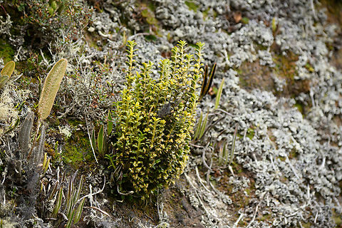 Fernandezia crystallina