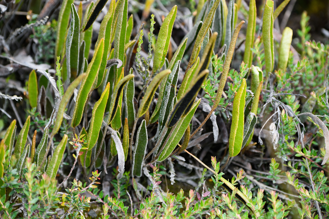 Elaphoglossum engelii, Termales del Ruiz, Colombia  Colombia,Colombia 2022,Elaphoglossum engelii,Fall,Geotagged,P&aacute;ramo,South America,Termales del Ruiz,World