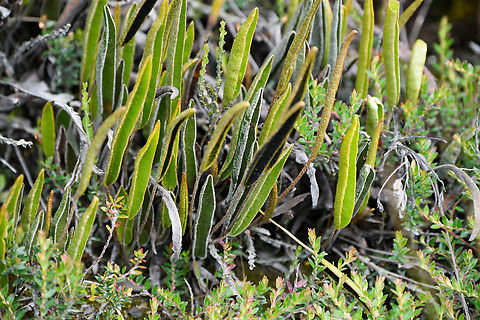 Elaphoglossum engelii, Termales del Ruiz, Colombia  Colombia,Colombia 2022,Elaphoglossum engelii,Fall,Geotagged,P&aacute;ramo,South America,Termales del Ruiz,World
