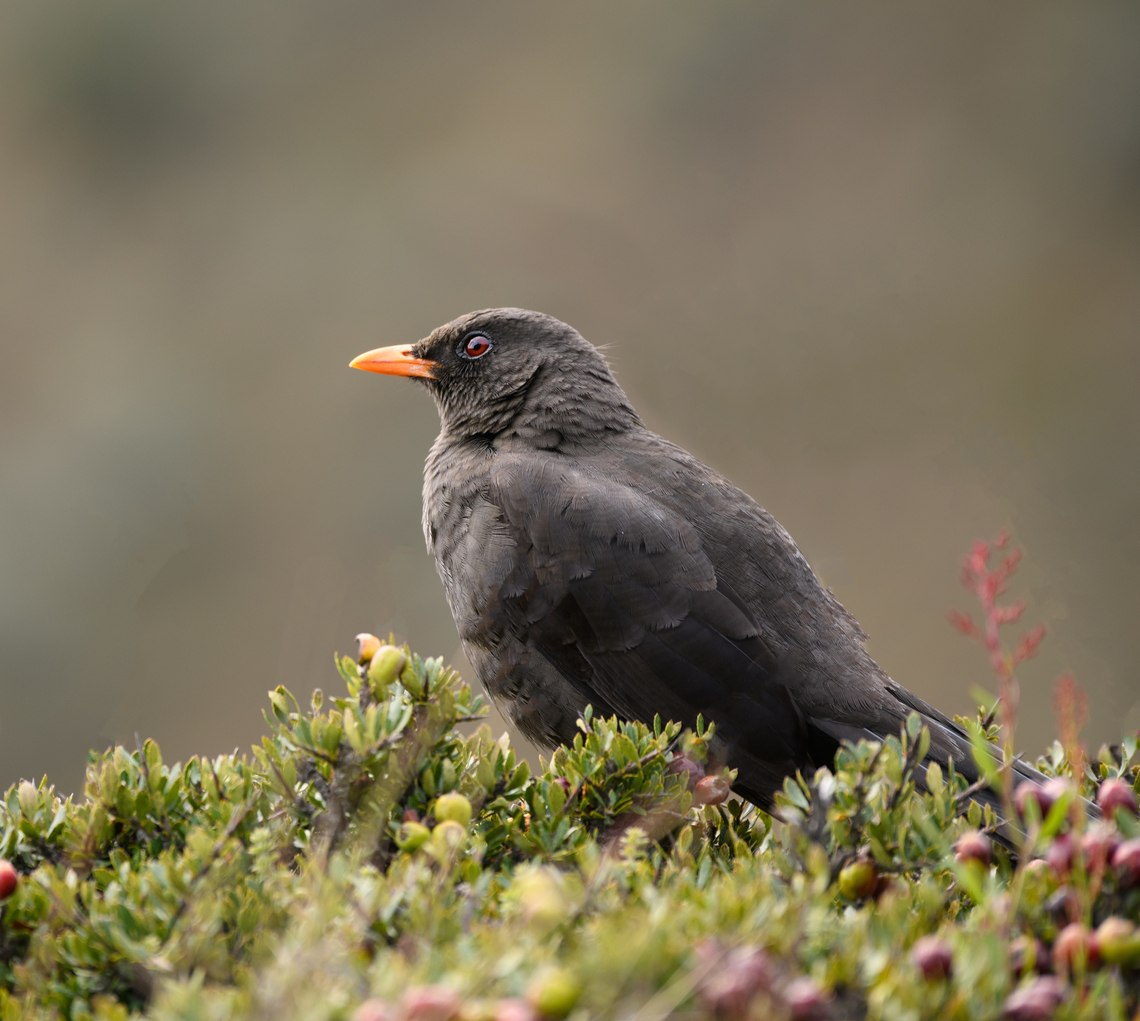 Great thrush, Termales del Ruiz, Colombia  Colombia,Colombia 2022,Fall,Geotagged,Great thrush,South America,Termales del Ruiz,Turdus fuscater,World