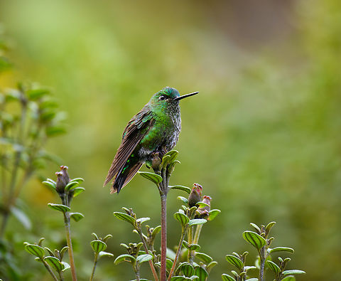 Black-thighed Puffleg - closeup, Termales del Ruiz, Colombia  Black-thighed Puffleg,Colombia,Colombia 2022,Eriocnemis derbyi,Fall,Geotagged,South America,Termales del Ruiz,World