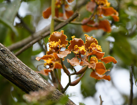 Cyrtochilum annulare, Termales del Ruiz, Colombia  Colombia,Colombia 2022,Cyrtochilum annulare,Fall,Geotagged,South America,Termales del Ruiz,World