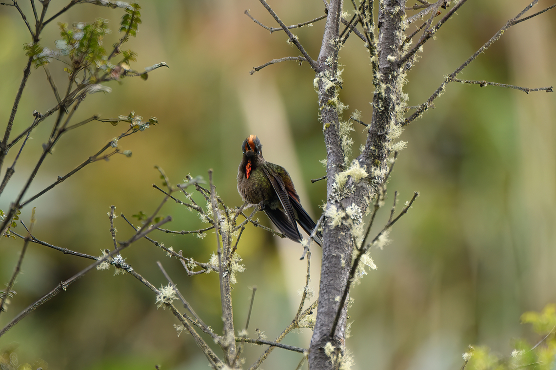 Rainbow-bearded thornbill - frontal, Termales del Ruiz, Colombia <figure class="photo"><a href="https://www.jungledragon.com/image/149706/rainbow-bearded_thornbill_-_in_flight_termales_del_ruiz_colombia.html" title="Rainbow-bearded thornbill - in flight, Termales del Ruiz, Colombia"><img src="https://s3.amazonaws.com/media.jungledragon.com/images/2/149706_thumb.jpg?AWSAccessKeyId=05GMT0V3GWVNE7GGM1R2&Expires=1763596810&Signature=v7DXNiAw7bOkuJ0bZvc5dZiLevY%3D" width="134" height="152" alt="Rainbow-bearded thornbill - in flight, Termales del Ruiz, Colombia https://www.jungledragon.com/image/149707/rainbow-bearded_thornbill_-_feeding_termales_del_ruiz_colombia.html<br />
https://www.jungledragon.com/image/149708/rainbow-bearded_thornbill_-_side_view_termales_del_ruiz_colombia.html<br />
https://www.jungledragon.com/image/149705/rainbow-bearded_thornbill_-_frontal_termales_del_ruiz_colombia.html Chalcostigma herrani,Colombia,Colombia 2022,Fall,Geotagged,Rainbow-bearded thornbill,South America,Termales del Ruiz,World" /></a></figure><br />
<figure class="photo"><a href="https://www.jungledragon.com/image/149707/rainbow-bearded_thornbill_-_feeding_termales_del_ruiz_colombia.html" title="Rainbow-bearded thornbill - feeding, Termales del Ruiz, Colombia"><img src="https://s3.amazonaws.com/media.jungledragon.com/images/2/149707_thumb.jpg?AWSAccessKeyId=05GMT0V3GWVNE7GGM1R2&Expires=1763596810&Signature=hNZWym6bhgDY%2F729r4ENbsRTZEY%3D" width="200" height="134" alt="Rainbow-bearded thornbill - feeding, Termales del Ruiz, Colombia https://www.jungledragon.com/image/149706/rainbow-bearded_thornbill_-_in_flight_termales_del_ruiz_colombia.html<br />
https://www.jungledragon.com/image/149708/rainbow-bearded_thornbill_-_side_view_termales_del_ruiz_colombia.html<br />
https://www.jungledragon.com/image/149705/rainbow-bearded_thornbill_-_frontal_termales_del_ruiz_colombia.html Chalcostigma herrani,Colombia,Colombia 2022,Fall,Geotagged,Rainbow-bearded thornbill,South America,Termales del Ruiz,World" /></a></figure><br />
<figure class="photo"><a href="https://www.jungledragon.com/image/149708/rainbow-bearded_thornbill_-_side_view_termales_del_ruiz_colombia.html" title="Rainbow-bearded thornbill - side view, Termales del Ruiz, Colombia"><img src="https://s3.amazonaws.com/media.jungledragon.com/images/2/149708_thumb.jpg?AWSAccessKeyId=05GMT0V3GWVNE7GGM1R2&Expires=1763596810&Signature=nEZmoJXYOPCXEls%2BRsFXRR9IDFk%3D" width="200" height="134" alt="Rainbow-bearded thornbill - side view, Termales del Ruiz, Colombia https://www.jungledragon.com/image/149706/rainbow-bearded_thornbill_-_in_flight_termales_del_ruiz_colombia.html<br />
https://www.jungledragon.com/image/149707/rainbow-bearded_thornbill_-_feeding_termales_del_ruiz_colombia.html<br />
https://www.jungledragon.com/image/149705/rainbow-bearded_thornbill_-_frontal_termales_del_ruiz_colombia.html Chalcostigma herrani,Colombia,Colombia 2022,Fall,Geotagged,Rainbow-bearded thornbill,South America,Termales del Ruiz,World" /></a></figure> Chalcostigma herrani,Colombia,Colombia 2022,Fall,Geotagged,Rainbow-bearded thornbill,South America,Termales del Ruiz,World