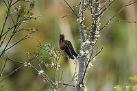 Rainbow-bearded thornbill - frontal, Termales del Ruiz, Colombia https://www.jungledragon.com/image/149706/rainbow-bearded_thornbill_-_in_flight_termales_del_ruiz_colombia.html<br />
https://www.jungledragon.com/image/149707/rainbow-bearded_thornbill_-_feeding_termales_del_ruiz_colombia.html<br />
https://www.jungledragon.com/image/149708/rainbow-bearded_thornbill_-_side_view_termales_del_ruiz_colombia.html Chalcostigma herrani,Colombia,Colombia 2022,Fall,Geotagged,Rainbow-bearded thornbill,South America,Termales del Ruiz,World