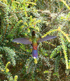 Rainbow-bearded thornbill - in flight, Termales del Ruiz, Colombia https://www.jungledragon.com/image/149707/rainbow-bearded_thornbill_-_feeding_termales_del_ruiz_colombia.html
https://www.jungledragon.com/image/149708/rainbow-bearded_thornbill_-_side_view_termales_del_ruiz_colombia.html
https://www.jungledragon.com/image/149705/rainbow-bearded_thornbill_-_frontal_termales_del_ruiz_colombia.html Chalcostigma herrani,Colombia,Colombia 2022,Fall,Geotagged,Rainbow-bearded thornbill,South America,Termales del Ruiz,World
