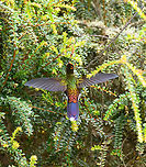 Rainbow-bearded thornbill - in flight, Termales del Ruiz, Colombia https://www.jungledragon.com/image/149707/rainbow-bearded_thornbill_-_feeding_termales_del_ruiz_colombia.html<br />
https://www.jungledragon.com/image/149708/rainbow-bearded_thornbill_-_side_view_termales_del_ruiz_colombia.html<br />
https://www.jungledragon.com/image/149705/rainbow-bearded_thornbill_-_frontal_termales_del_ruiz_colombia.html Chalcostigma herrani,Colombia,Colombia 2022,Fall,Geotagged,Rainbow-bearded thornbill,South America,Termales del Ruiz,World