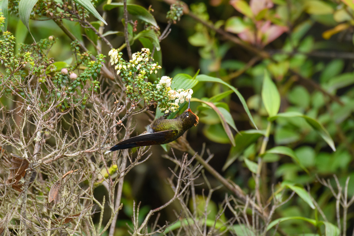 Rainbow-bearded thornbill - feeding, Termales del Ruiz, Colombia <figure class="photo"><a href="https://www.jungledragon.com/image/149706/rainbow-bearded_thornbill_-_in_flight_termales_del_ruiz_colombia.html" title="Rainbow-bearded thornbill - in flight, Termales del Ruiz, Colombia"><img src="https://s3.amazonaws.com/media.jungledragon.com/images/2/149706_thumb.jpg?AWSAccessKeyId=05GMT0V3GWVNE7GGM1R2&Expires=1767225610&Signature=8UaFdisQqyLESMKxc2EdoxX2WGA%3D" width="134" height="152" alt="Rainbow-bearded thornbill - in flight, Termales del Ruiz, Colombia https://www.jungledragon.com/image/149707/rainbow-bearded_thornbill_-_feeding_termales_del_ruiz_colombia.html<br />
https://www.jungledragon.com/image/149708/rainbow-bearded_thornbill_-_side_view_termales_del_ruiz_colombia.html<br />
https://www.jungledragon.com/image/149705/rainbow-bearded_thornbill_-_frontal_termales_del_ruiz_colombia.html Chalcostigma herrani,Colombia,Colombia 2022,Fall,Geotagged,Rainbow-bearded thornbill,South America,Termales del Ruiz,World" /></a></figure><br />
<figure class="photo"><a href="https://www.jungledragon.com/image/149708/rainbow-bearded_thornbill_-_side_view_termales_del_ruiz_colombia.html" title="Rainbow-bearded thornbill - side view, Termales del Ruiz, Colombia"><img src="https://s3.amazonaws.com/media.jungledragon.com/images/2/149708_thumb.jpg?AWSAccessKeyId=05GMT0V3GWVNE7GGM1R2&Expires=1767225610&Signature=tL40QXlW%2BaYVxd1PV35gP9ykFJM%3D" width="200" height="134" alt="Rainbow-bearded thornbill - side view, Termales del Ruiz, Colombia https://www.jungledragon.com/image/149706/rainbow-bearded_thornbill_-_in_flight_termales_del_ruiz_colombia.html<br />
https://www.jungledragon.com/image/149707/rainbow-bearded_thornbill_-_feeding_termales_del_ruiz_colombia.html<br />
https://www.jungledragon.com/image/149705/rainbow-bearded_thornbill_-_frontal_termales_del_ruiz_colombia.html Chalcostigma herrani,Colombia,Colombia 2022,Fall,Geotagged,Rainbow-bearded thornbill,South America,Termales del Ruiz,World" /></a></figure><br />
<figure class="photo"><a href="https://www.jungledragon.com/image/149705/rainbow-bearded_thornbill_-_frontal_termales_del_ruiz_colombia.html" title="Rainbow-bearded thornbill - frontal, Termales del Ruiz, Colombia"><img src="https://s3.amazonaws.com/media.jungledragon.com/images/2/149705_thumb.jpg?AWSAccessKeyId=05GMT0V3GWVNE7GGM1R2&Expires=1767225610&Signature=o2A2P5VIFhSVURBMqiKC0HSvX6o%3D" width="200" height="134" alt="Rainbow-bearded thornbill - frontal, Termales del Ruiz, Colombia https://www.jungledragon.com/image/149706/rainbow-bearded_thornbill_-_in_flight_termales_del_ruiz_colombia.html<br />
https://www.jungledragon.com/image/149707/rainbow-bearded_thornbill_-_feeding_termales_del_ruiz_colombia.html<br />
https://www.jungledragon.com/image/149708/rainbow-bearded_thornbill_-_side_view_termales_del_ruiz_colombia.html Chalcostigma herrani,Colombia,Colombia 2022,Fall,Geotagged,Rainbow-bearded thornbill,South America,Termales del Ruiz,World" /></a></figure> Chalcostigma herrani,Colombia,Colombia 2022,Fall,Geotagged,Rainbow-bearded thornbill,South America,Termales del Ruiz,World