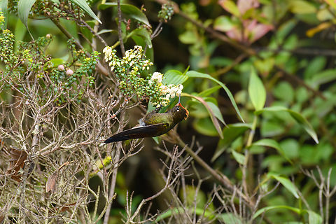 Rainbow-bearded thornbill - feeding, Termales del Ruiz, Colombia https://www.jungledragon.com/image/149706/rainbow-bearded_thornbill_-_in_flight_termales_del_ruiz_colombia.html
https://www.jungledragon.com/image/149708/rainbow-bearded_thornbill_-_side_view_termales_del_ruiz_colombia.html
https://www.jungledragon.com/image/149705/rainbow-bearded_thornbill_-_frontal_termales_del_ruiz_colombia.html Chalcostigma herrani,Colombia,Colombia 2022,Fall,Geotagged,Rainbow-bearded thornbill,South America,Termales del Ruiz,World