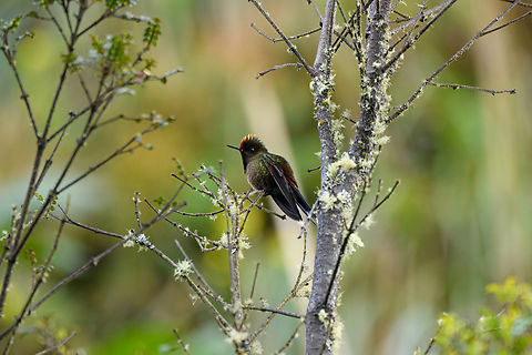 Rainbow-bearded thornbill - side view, Termales del Ruiz, Colombia https://www.jungledragon.com/image/149706/rainbow-bearded_thornbill_-_in_flight_termales_del_ruiz_colombia.html
https://www.jungledragon.com/image/149707/rainbow-bearded_thornbill_-_feeding_termales_del_ruiz_colombia.html
https://www.jungledragon.com/image/149705/rainbow-bearded_thornbill_-_frontal_termales_del_ruiz_colombia.html Chalcostigma herrani,Colombia,Colombia 2022,Fall,Geotagged,Rainbow-bearded thornbill,South America,Termales del Ruiz,World