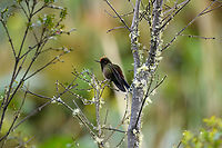 Rainbow-bearded thornbill - side view, Termales del Ruiz, Colombia https://www.jungledragon.com/image/149706/rainbow-bearded_thornbill_-_in_flight_termales_del_ruiz_colombia.html<br />
https://www.jungledragon.com/image/149707/rainbow-bearded_thornbill_-_feeding_termales_del_ruiz_colombia.html<br />
https://www.jungledragon.com/image/149705/rainbow-bearded_thornbill_-_frontal_termales_del_ruiz_colombia.html Chalcostigma herrani,Colombia,Colombia 2022,Fall,Geotagged,Rainbow-bearded thornbill,South America,Termales del Ruiz,World