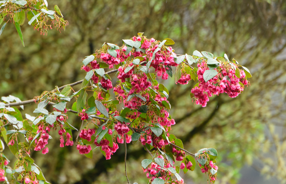 Vallea stipularis, Termales del Ruiz, Colombia  Colombia,Colombia 2022,Fall,Geotagged,South America,Termales del Ruiz,Vallea stipularis,World
