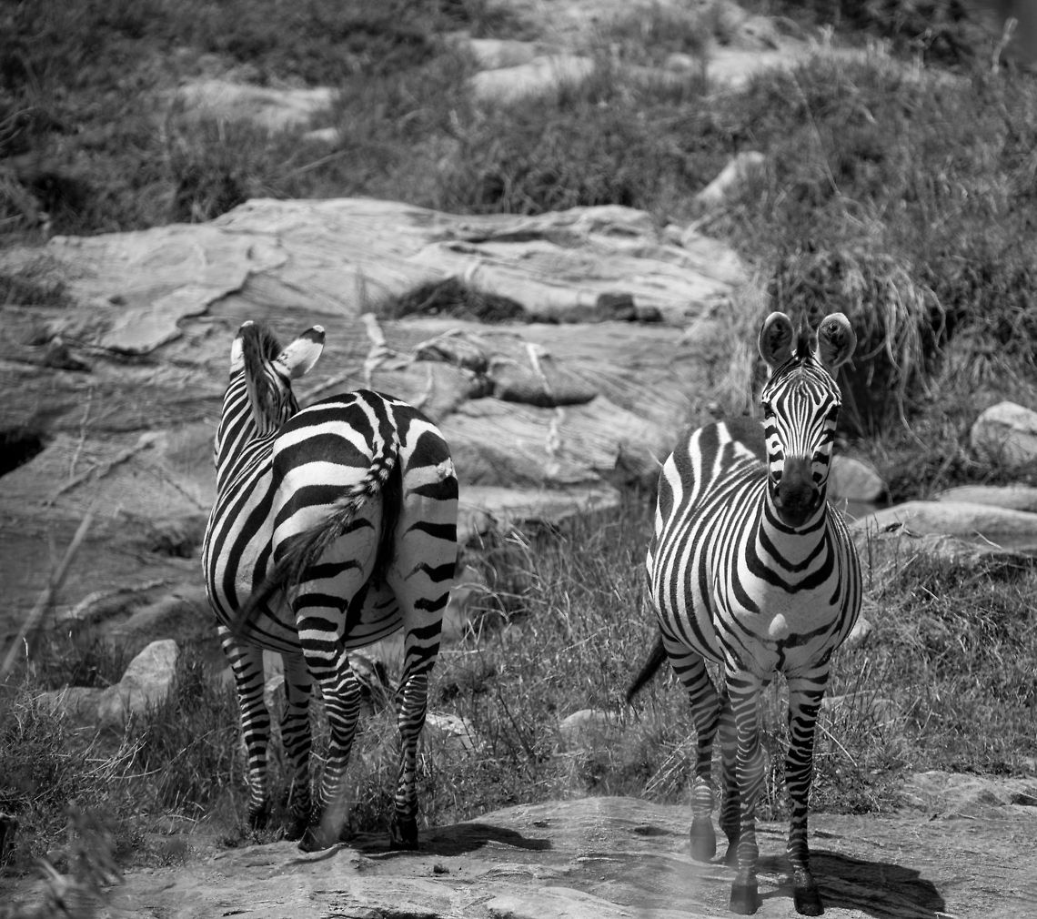 Black and white and back and front A pair of alternating Zebras found along the Mara River, Tanzania. Africa,Equus quagga,Plains zebra,Serengeti National Park,Serengeti North,Serengeti area,Tanzania