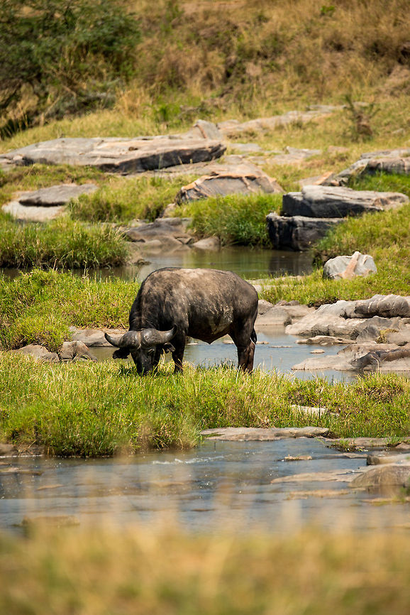 African Buffalo grazing at Mara River, Tanzania  Africa,African buffalo,Serengeti National Park,Serengeti North,Serengeti area,Syncerus caffer,Tanzania