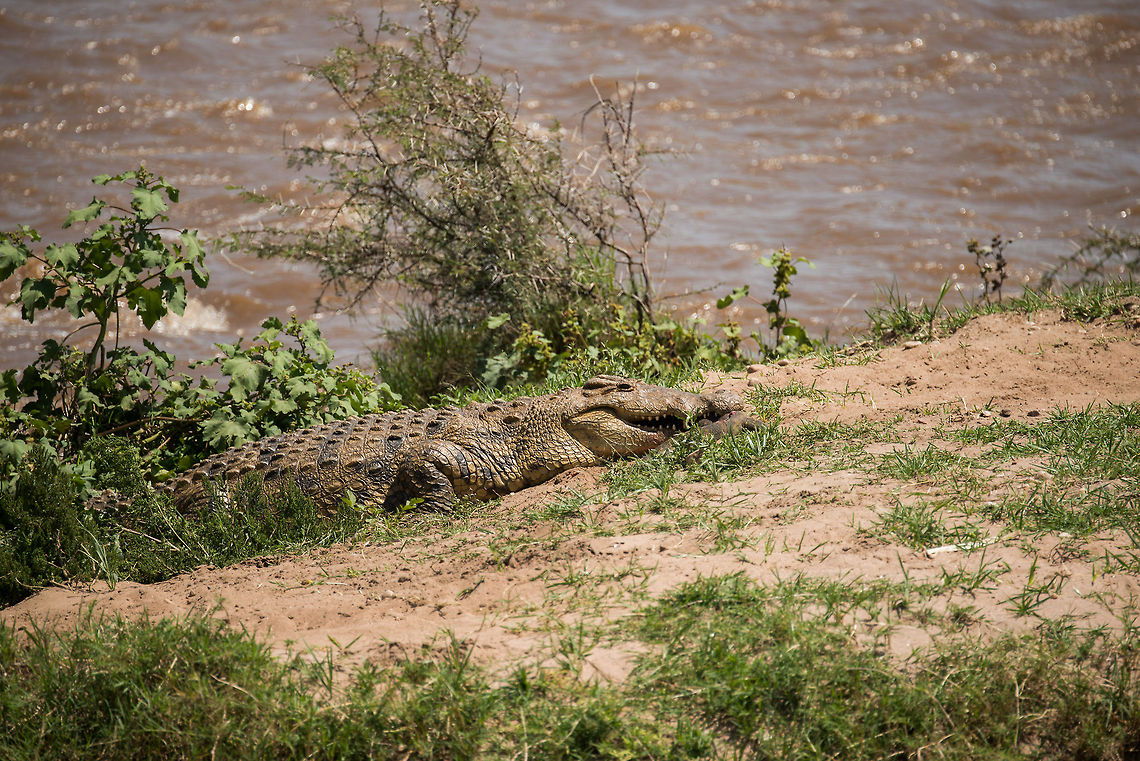 Nile Crocodile kills Nile Monitor, Mara River, Tanzania As I took this photo, I figured it to be a Nile Crocodile resting at the Mara river. As I was post processing it just today, zooming in, only now I noticed it is actually chewing on a Nile Monitor. Africa,Crocodylus niloticus,Nile crocodile,Serengeti National Park,Serengeti North,Serengeti area,Tanzania