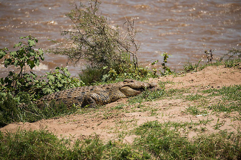 Nile Crocodile kills Nile Monitor, Mara River, Tanzania As I took this photo, I figured it to be a Nile Crocodile resting at the Mara river. As I was post processing it just today, zooming in, only now I noticed it is actually chewing on a Nile Monitor. Africa,Crocodylus niloticus,Nile crocodile,Serengeti National Park,Serengeti North,Serengeti area,Tanzania