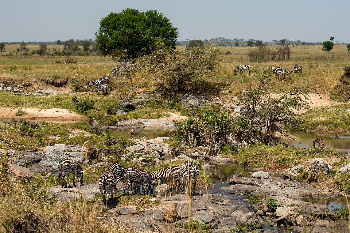 Zebras at Mara River, Tanzania Zebras collecting at the famous Mara River, the place where each year over a million grazers cross as part of the Great Migration. These are the banks of the river during the dry season. Africa,Equus quagga,Plains zebra,Serengeti National Park,Serengeti North,Serengeti area,Tanzania