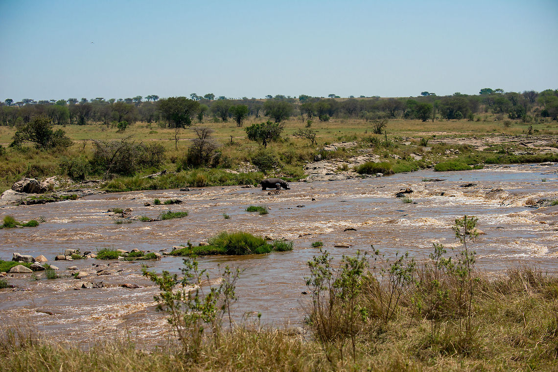Hippo at Mara River, Tanzania  Africa,Hippopotamus,Hippopotamus amphibius,Serengeti National Park,Serengeti North,Serengeti area,Tanzania
