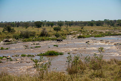Hippo at Mara River, Tanzania  Africa,Hippopotamus,Hippopotamus amphibius,Serengeti National Park,Serengeti North,Serengeti area,Tanzania